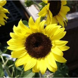 Helianthus annus – Sunflower – get a quote