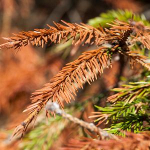 Needle Rusts of Conifers get a quote