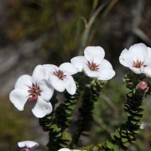 Adenandra uniflora – Enamel Flower – China Flower ‘ get a quote