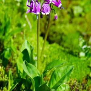 Dodecatheon jeffreyi – Sierra Shooting Star – Shooting Stars – get a quote