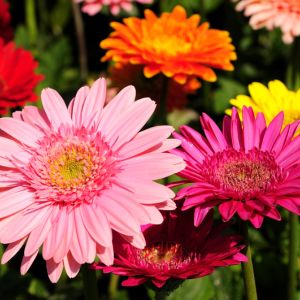 Gerber daisy get a quote