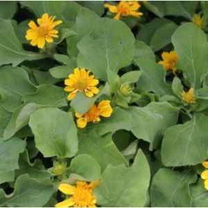 Melampodium ‘Million Gold’ – Butter Daisy get a quote