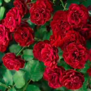 Rosa ‘Lavaglut’ – Rose ‘Intrigue’ – Rose ‘Lavaglow’ – get a quote