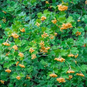Viburnum opulus ‘Xanthocarpum’ – European Cranberry bush – Guelder rose – Common Snowball – European Highbush Cranberry – European Snowball – Snowball bush ‘ get a quote