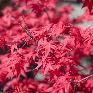Acer palmatum ‘Fireglow’ – Fireglow Japanese Maple – Maple get a quote