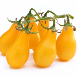 Tomato – Yellow Pear Cherry Tomato get a quote