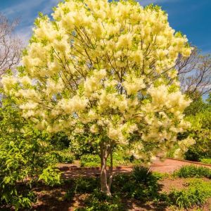 Chionanthus virginicus – Old Man’s Beard – Fringe Tree – get a quote