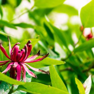 Calycanthus occidentalis – California Allspice – Spice Bush – Allspice – get a quote