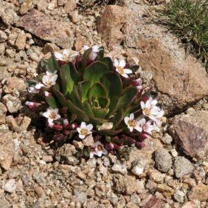 Claytonia megarhiza var. nivalis – Calandrinia megarhiza var. nivalis – Spring Beauty – get a quote