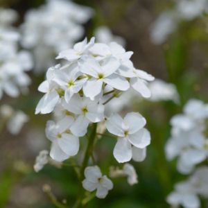 Hesperis matronalis subsp. candida – Dame’s Violet – Sweet Rocket – Wild Phlox – Dame’s Rocket – get a quote