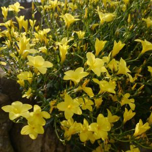 Linum arboreum – Flax – get a quote