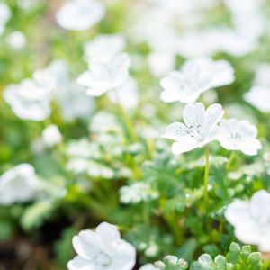 Nemophila menziesii ‘Snowstorm’ – Nemophila insignis ‘Snowstorm’ – Baby Blue-eyes get a quote