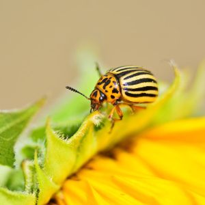 Colorado Potato Beetle – Leptinotarsa decemlineata get a quote