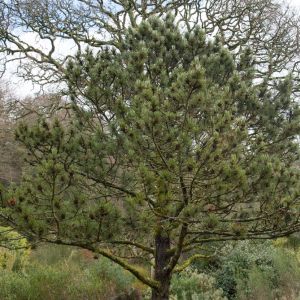 Pinus heldreichii var leucodermis ‘Compact Gem’ – Pinus leucodermis – Bosnian Pine – Pine – get a quote