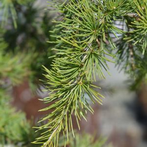 Cedrus libani ‘Sargentii’ – Cedar of Lebanon – Lebanon Cedar – Cedar – True Cedar – get a quote