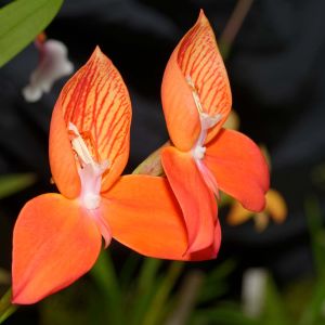 Disa – orchid get a quote