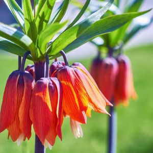 Fritillaria ‘Rubra Max’ – Fritillary – bulb get a quote