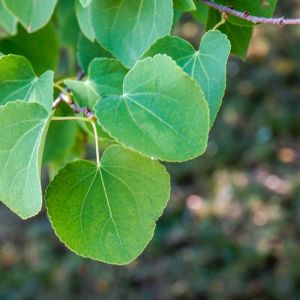 Cercidiphyllum japonicum – Katsura Tree – get a quote