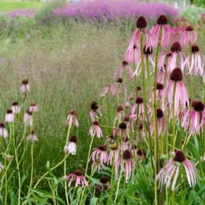 Echinacea pallida – Pink Coneflower – Coneflower – get a quote
