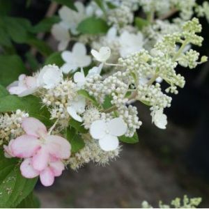Hydrangea paniculata ‘Pinky White’ – Panicle Hydrangea – get a quote