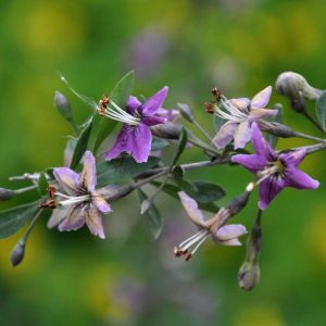 Lycium barbarum – Lycium halimifolium – Lycium chinense – Matrimoony Vine – Duke of Argyllis Tea Tree – Chinese Box Thorn – Boxthorn – get a quote