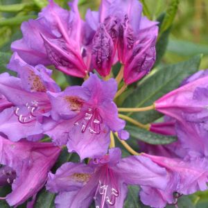 Rhododendron ‘Lee’s Dark Purple’ – Azaleas – get a quote