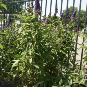 Buddleia davidii ‘Royal Red’ – Butterfly bush – get a quote