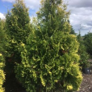 Thuja occidentalis ‘Yellow Ribbon’ – American arborvitae – Eastern Arborvitae – – Platycladus – Arborvitae – Red   Cedar  – White Cedar – get a quote