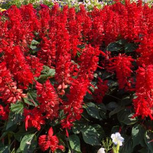 Lobelia cardinalis – Cardinal flower – get a quote