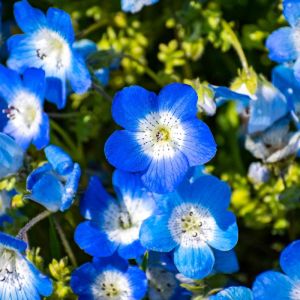 Nemophila menziesii – Nemophila insignis – Baby Blue-eyes get a quote