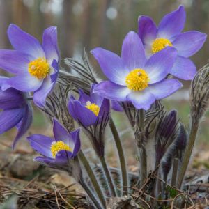 Pulsatilla patens – Eastern pasque Flower – get a quote