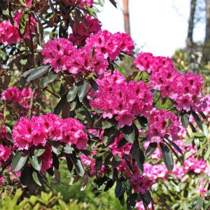 Rhododendron ‘Frome’ – Azaleas – get a quote