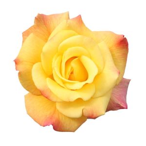 Buy Climbing Miniature Roses Plants