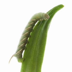 Okra Caterpillar – Anomis erosa get a quote