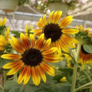 Helianthus annus ‘Firecracker’ – Sunflower ‘Firecracker’ – get a quote