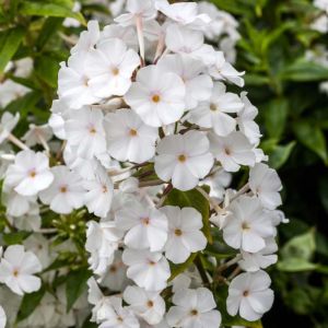 Phlox maculata ‘Miss Lingard’ – Meadow Phlox – Wild Sweet William get a quote