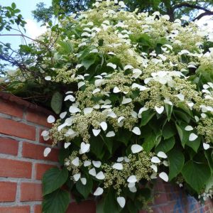 Hydrangea petiolaris – Hydrangea anomala subsp. petiolaris – Climbing Hydrangea get a quote