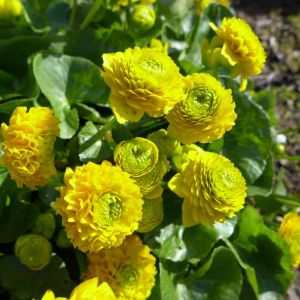 Caltha palustris ‘Flore Pleno’ – Kingcup – Marsh Marigold – get a quote