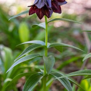 Fritillaria camschatcensis – Black Sarana – Fritillary – get a quote