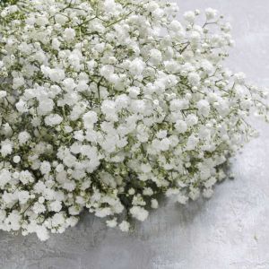 Gypsophila paniculata – Baby’s Breath – get a quote