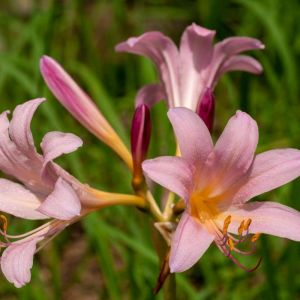 Lycoris squamigera – Resurrection Lily – Magic Lily – Spider Lily – Surprise Lily – get a quote