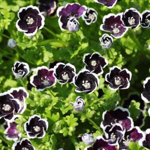 Nemophila menziesii ‘Pennie Black’ – Nemophila insignis ‘Pennie Black’ – Baby Blue-eyes get a quote