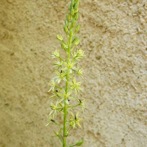 Ornithogalum pyrenaicum – Russian asparagus – Star-of-Bethlehem – get a quote