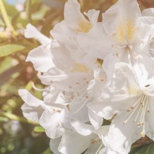 Rhododendron ‘Gomer Waterer’ – Azaleas – get a quote