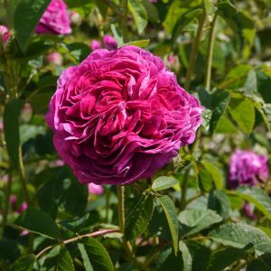 Rosa ‘Charles de Mills’ – Rosa ‘Bizarre Triomphant’ -Rose ‘Charles de Mills’ – Rosa ‘Bizarre Triomphant’  – get a quote