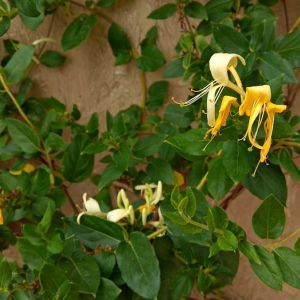 Lonicera japonica ‘Halliana’ – Japanese Honeysuckle – Honeysuckle – Woodbine – get a quote