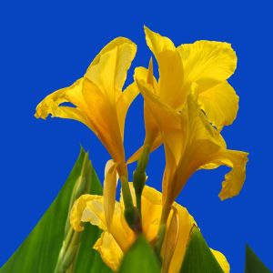 Canna ‘King Midas’ – Indian Shot – get a quote