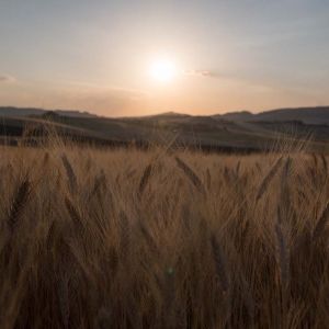 Hordeum hystrix – Mediterranean Barley – Barley – get a quote