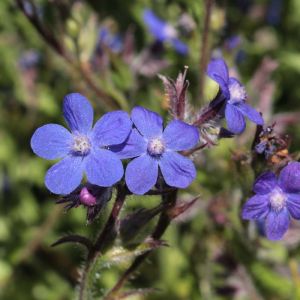 Anchusa capensis – Alkanet – Summer Forget-me-not get a quote