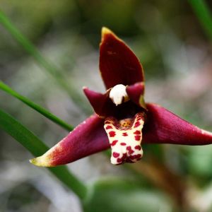 Maxillaria – Orchid get a quote